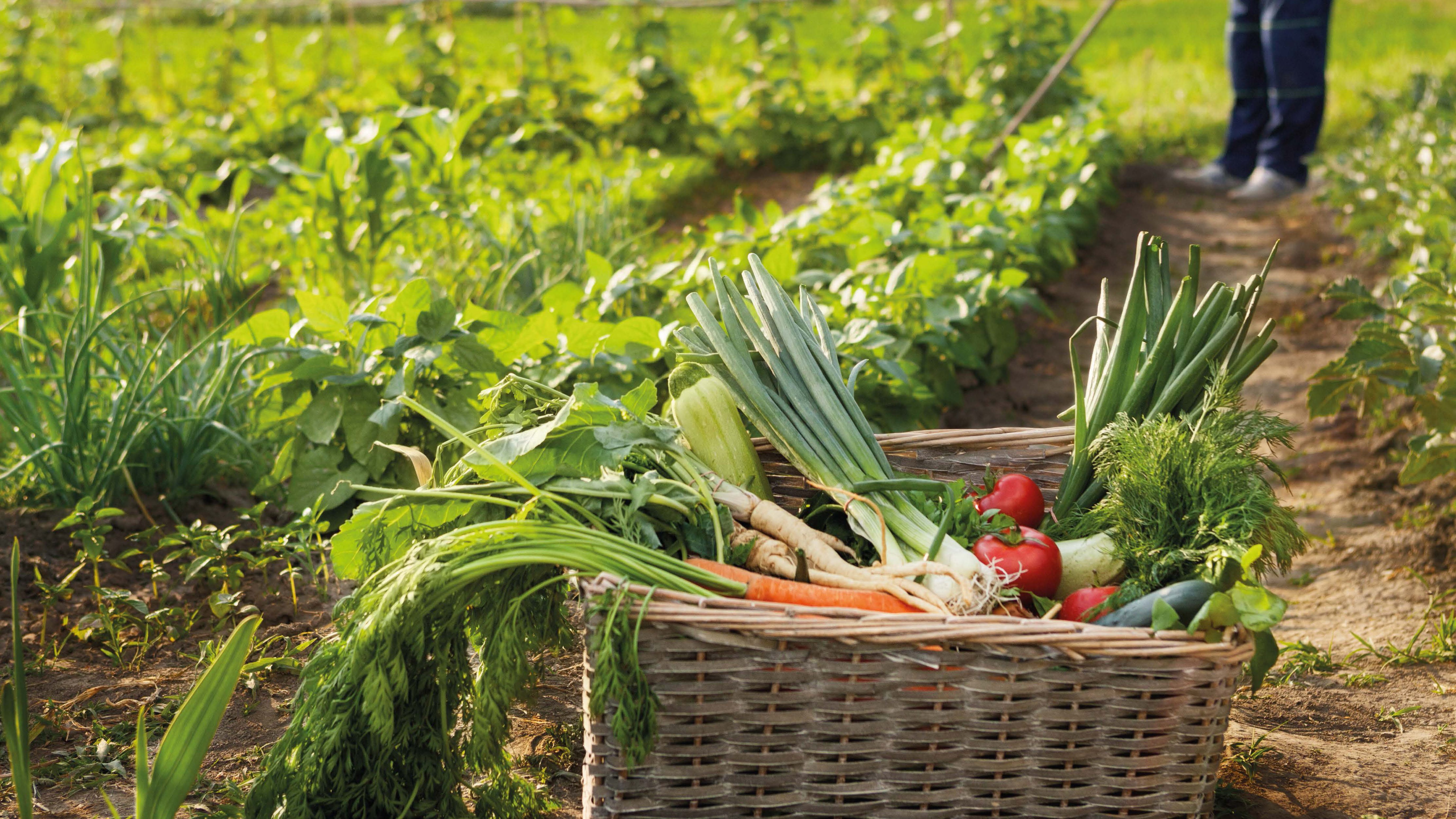 Photo jardinentente seul 11