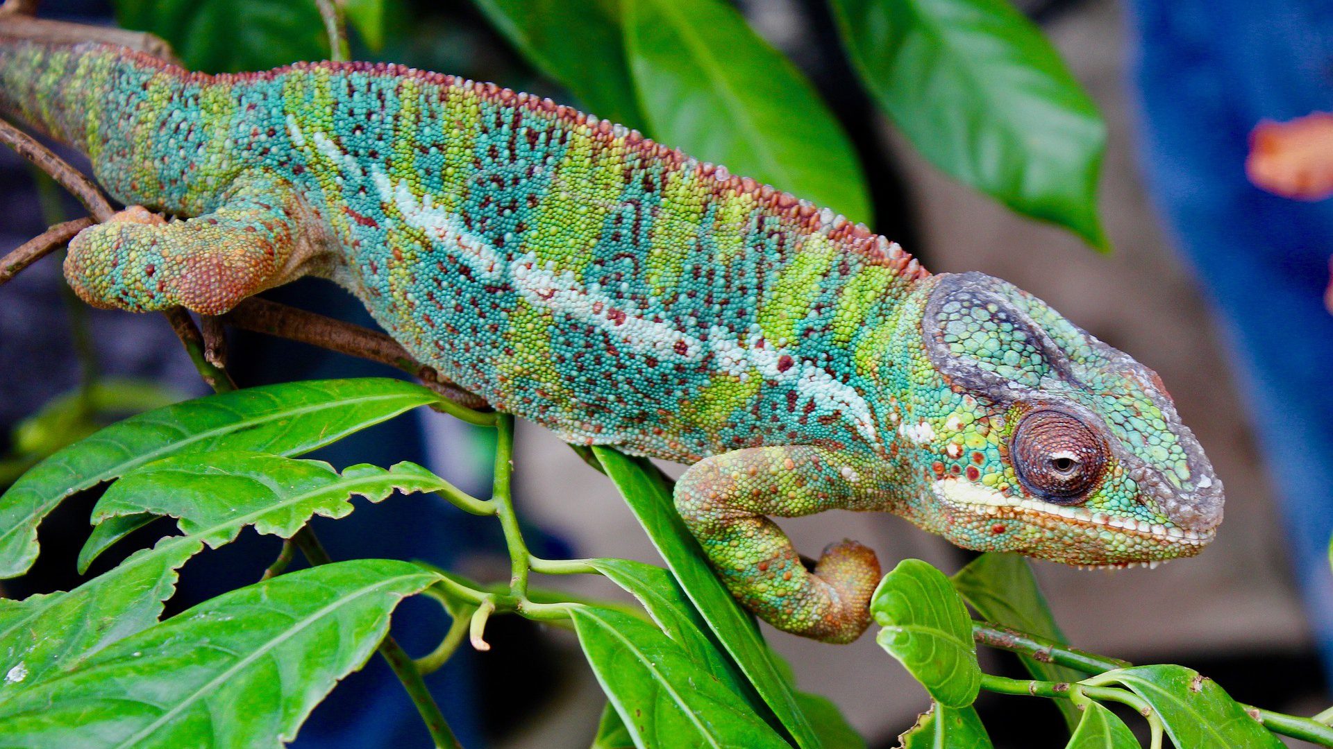 Chameleon 4279031 1920