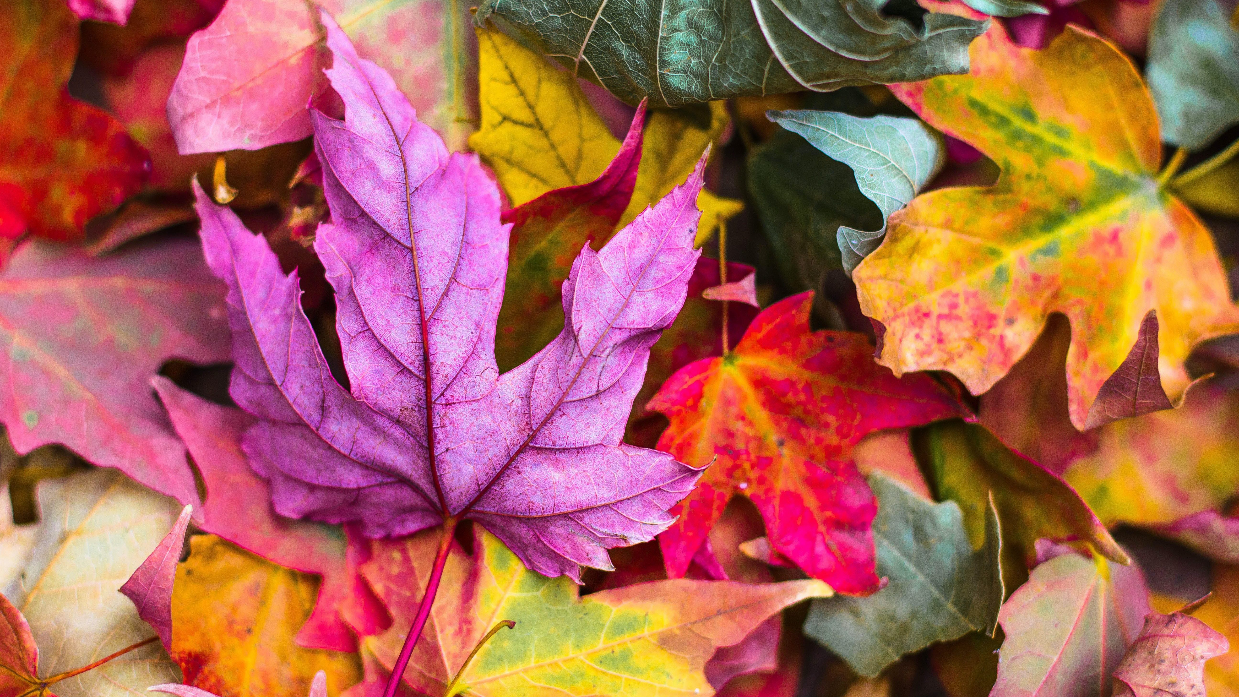 Fall O6N9Rv2Rzx8