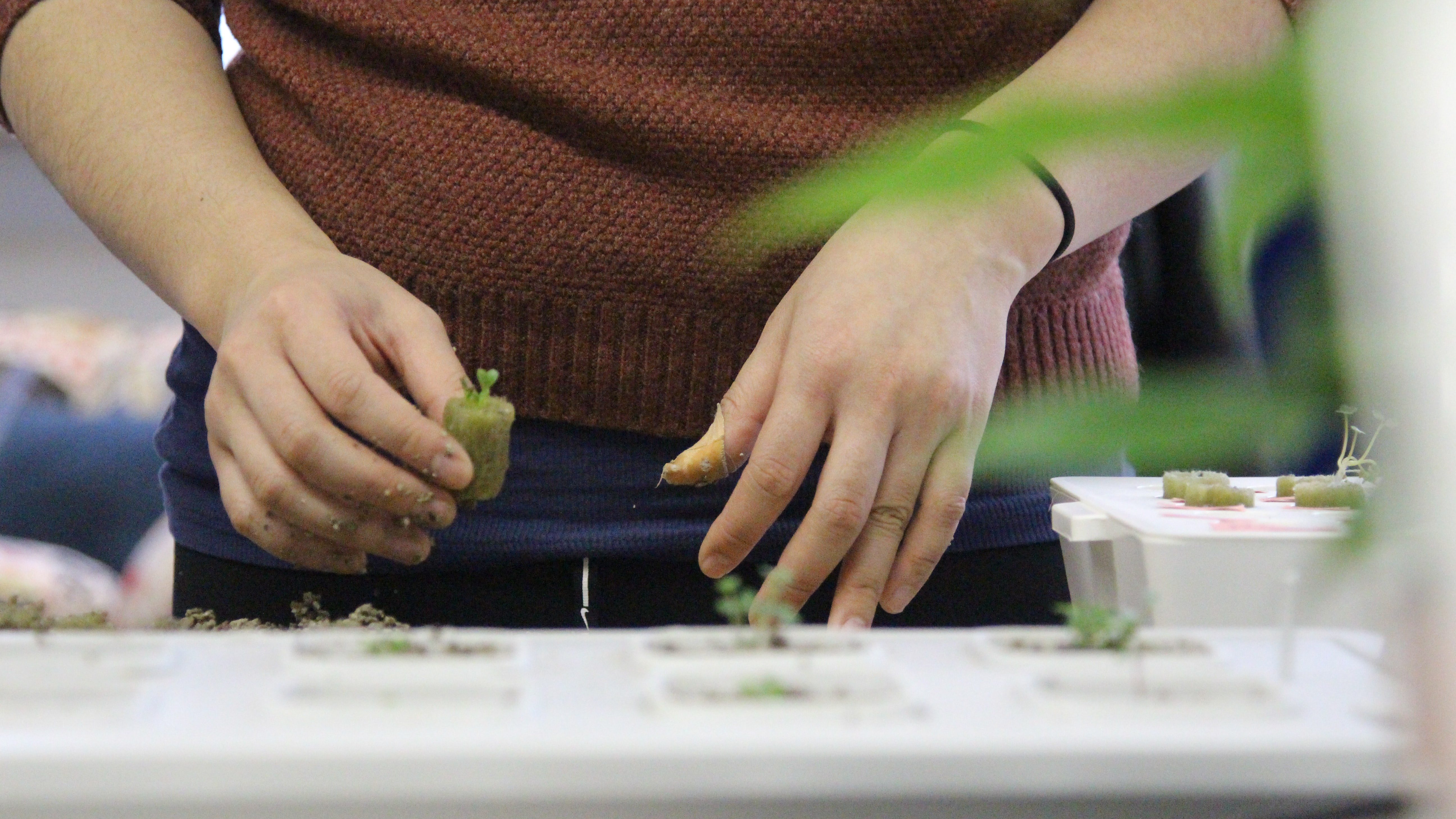 Hydroponic Xeh6Up3Bn5U