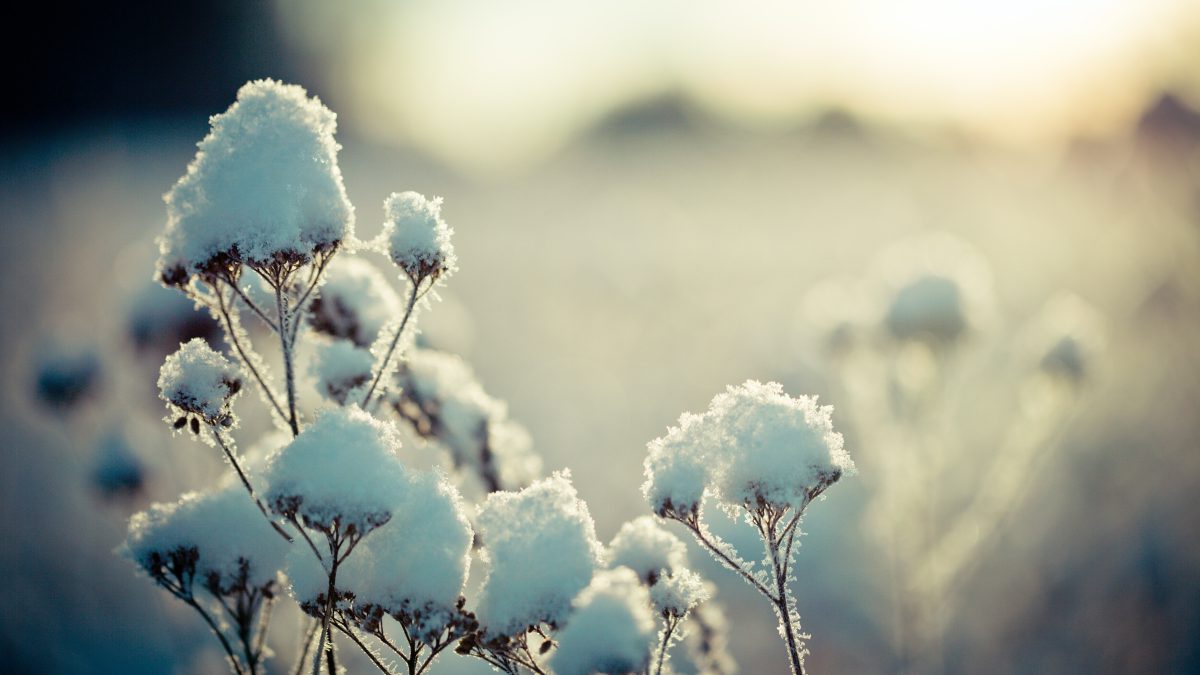 Snowflake N55-5Mu1Zvk