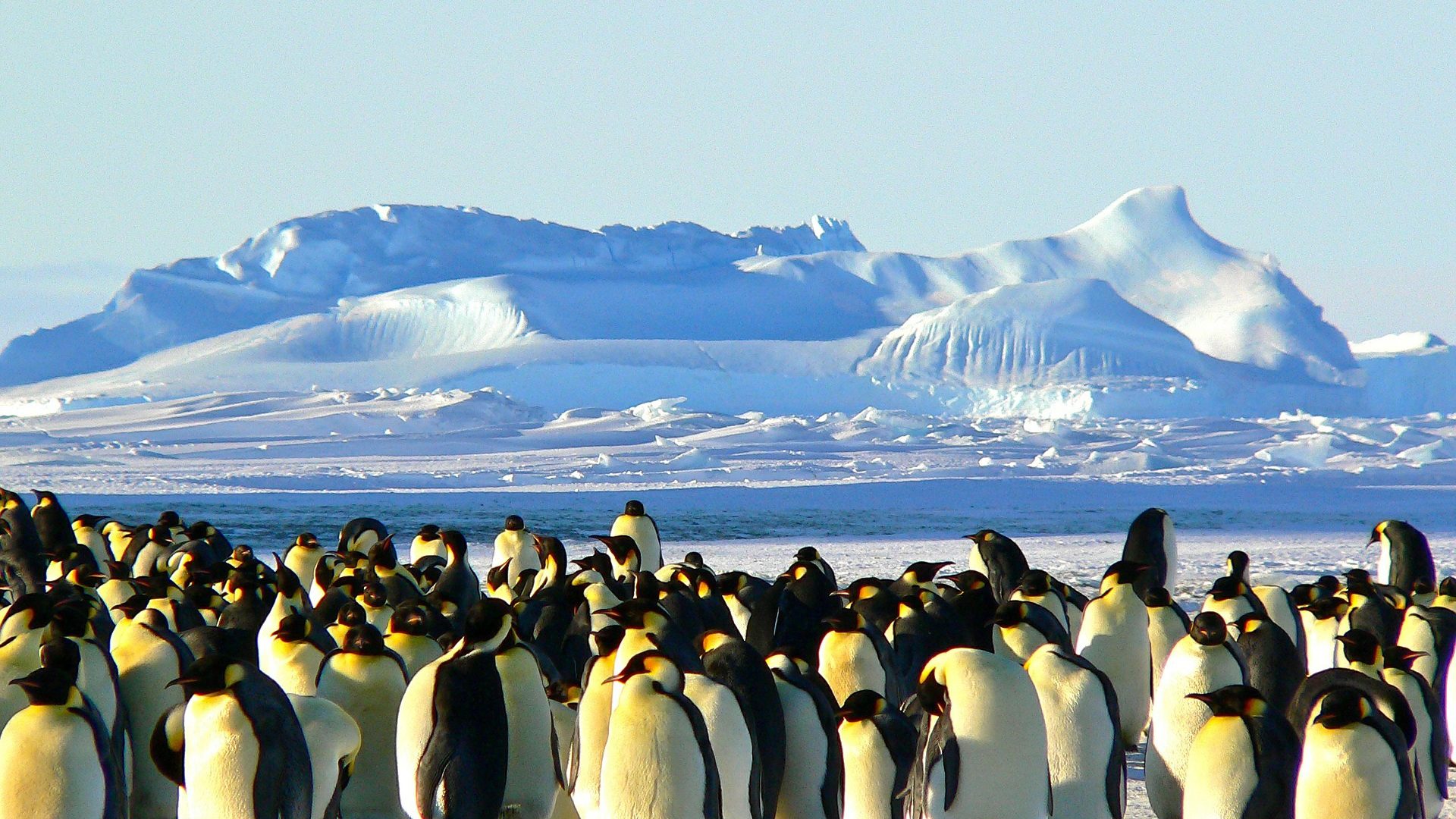Emperor penguins 429127 1920