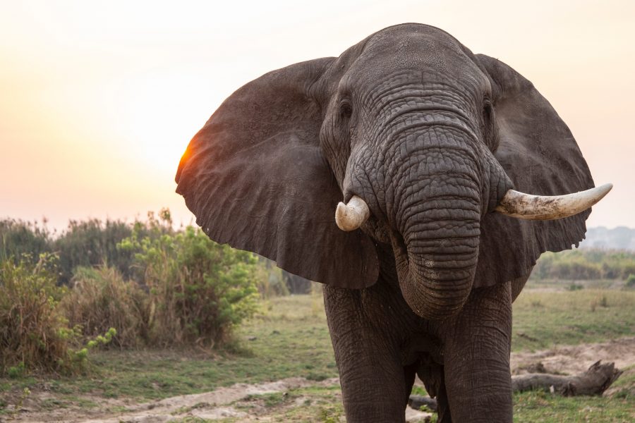 Elephant 1Ajiv6N-Z0C