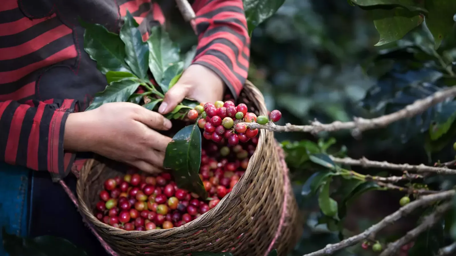 Coffee picking 1 scaled