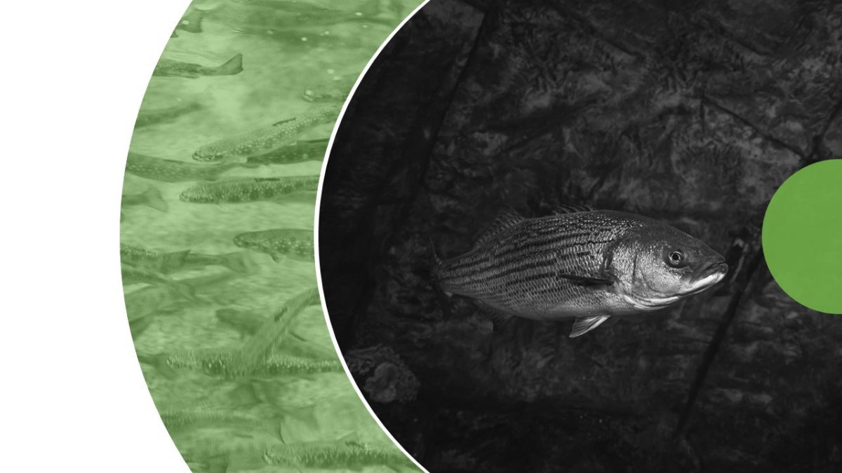 Image conférence Judith Farley