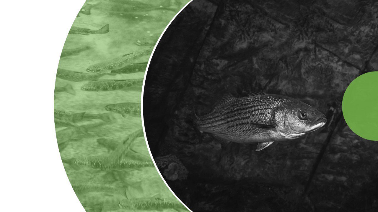 Image conférence Judith Farley