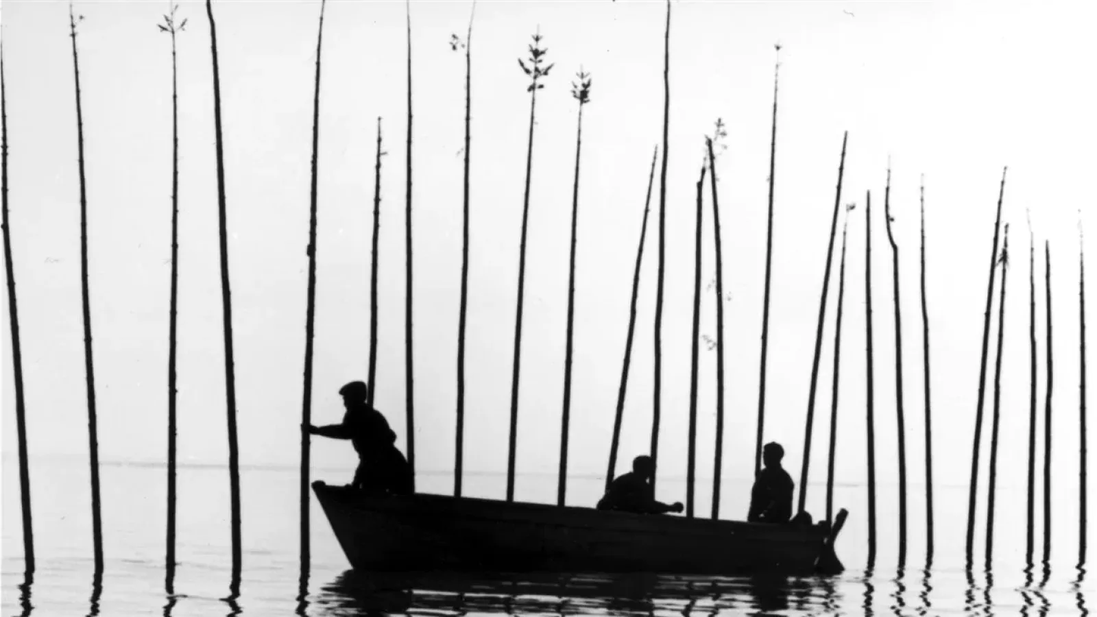 Pour la suite du monde