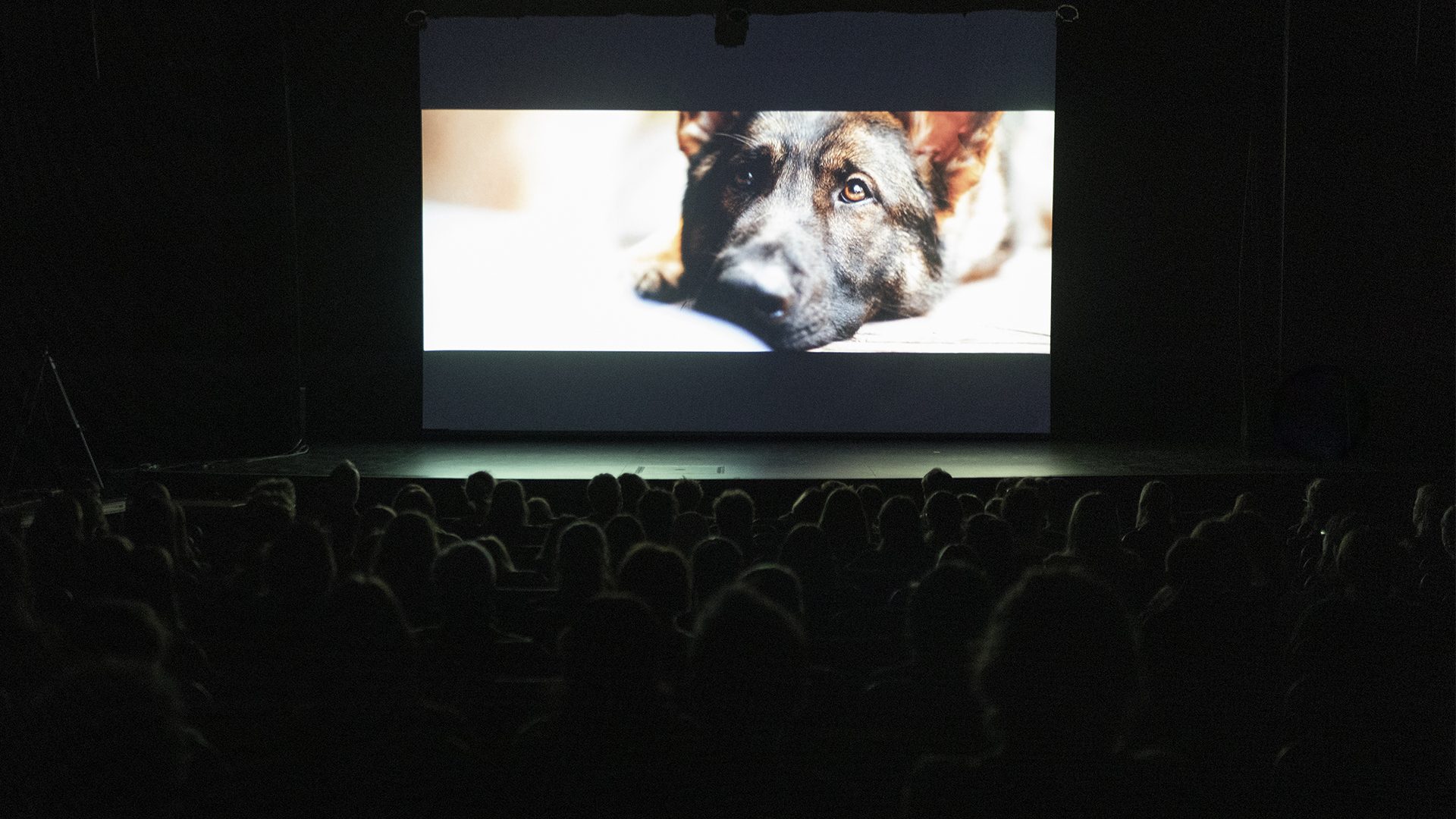Cine Qlub Chien Blanc