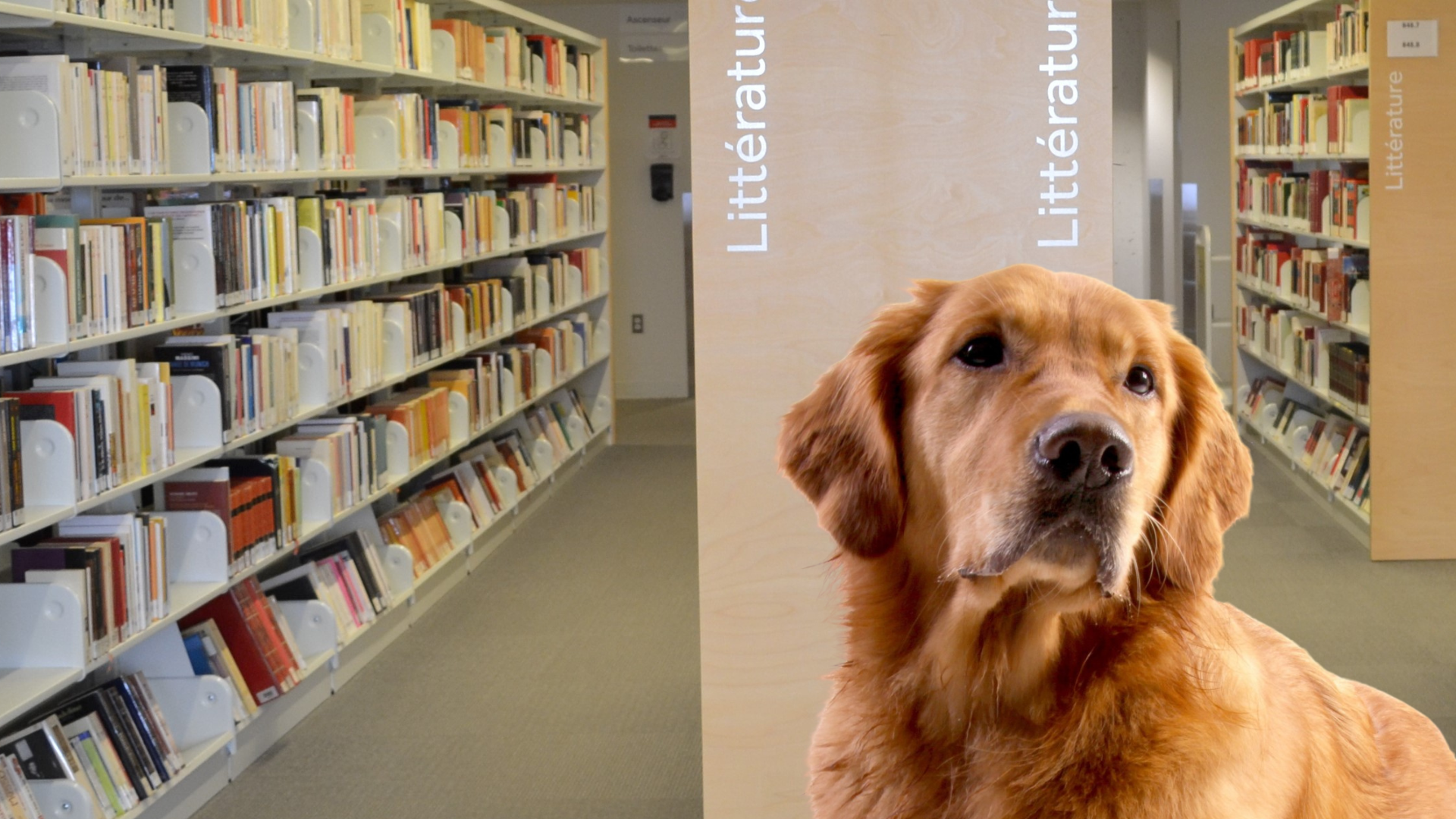 Zoothérapie 2023 promo num1