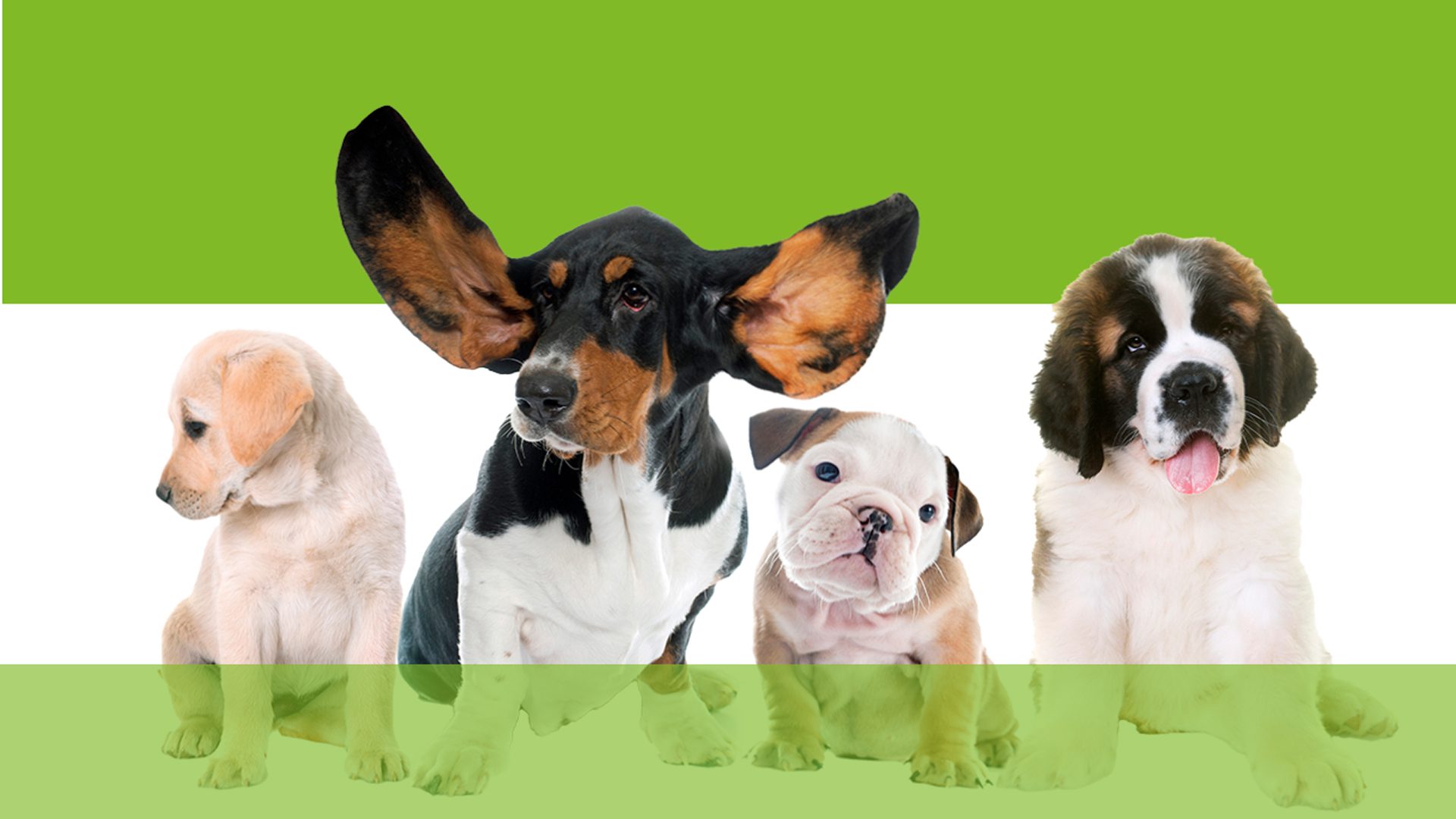 Flash Garneau Zootherapie 2