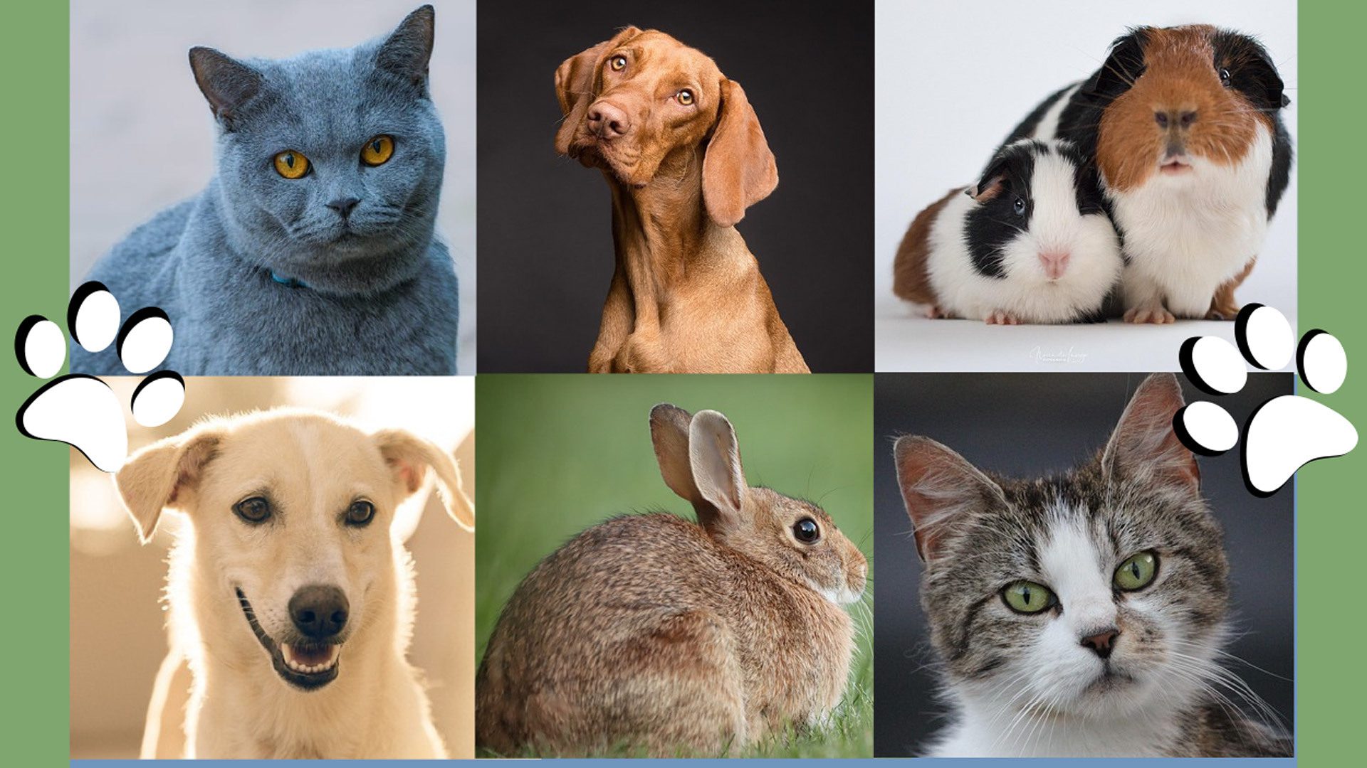 Zootherapie Flash Garneau