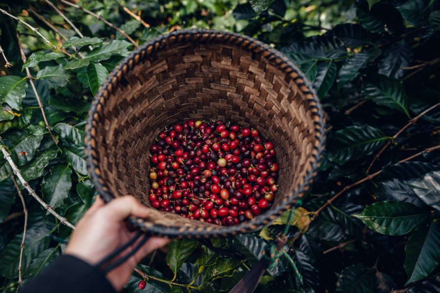 Fruits du café low