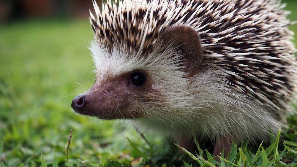 Shutterstock 790727098