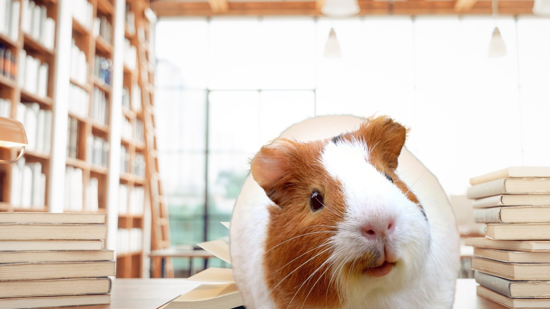 Zootherapie A 2022 GE