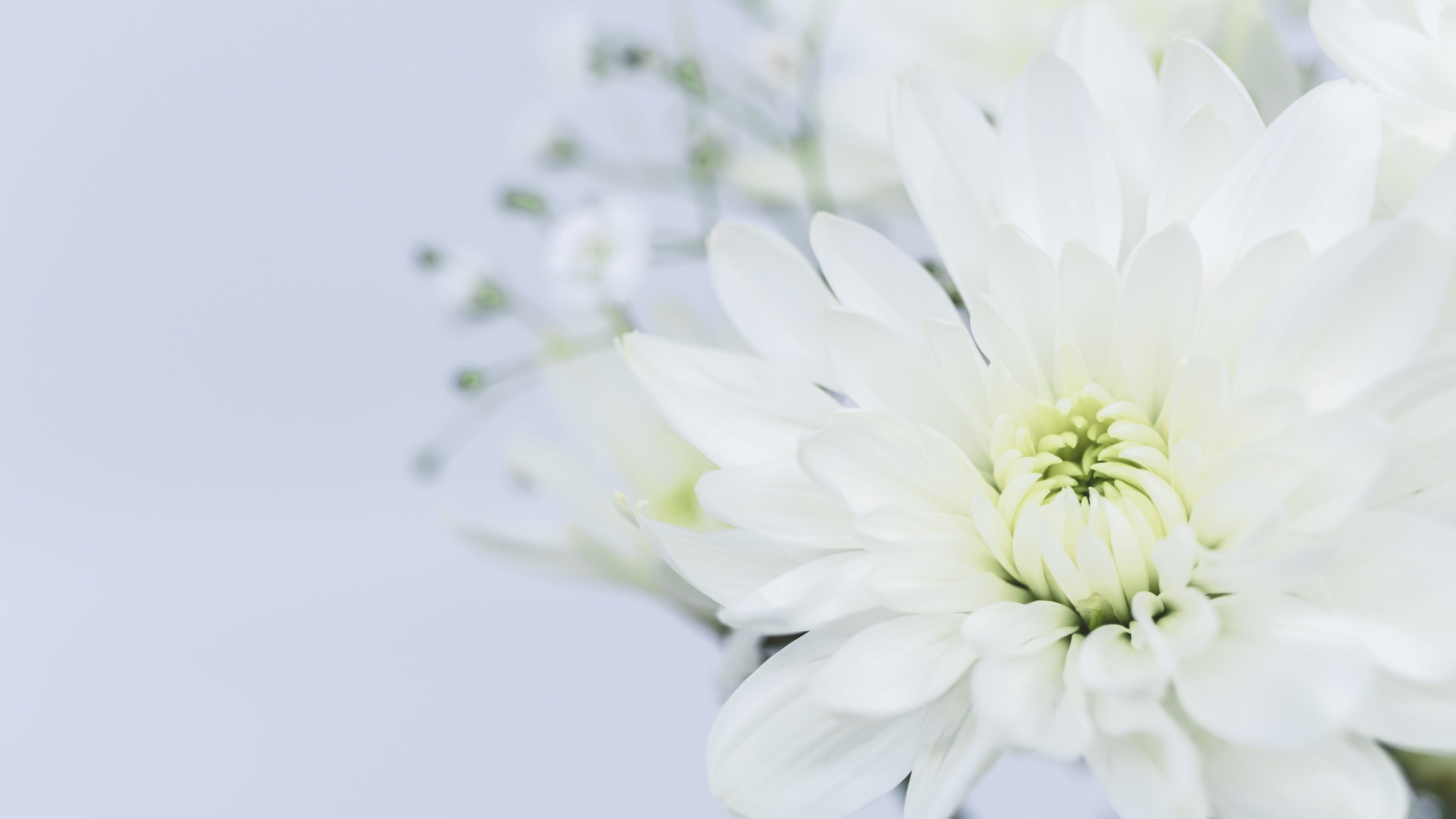 Shutterstock 2513717235